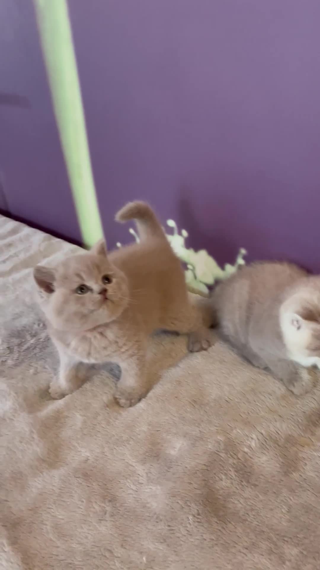 British Shorthair cats for sale: Champion Sired GCCF British Shorthair Kittens - Video 2