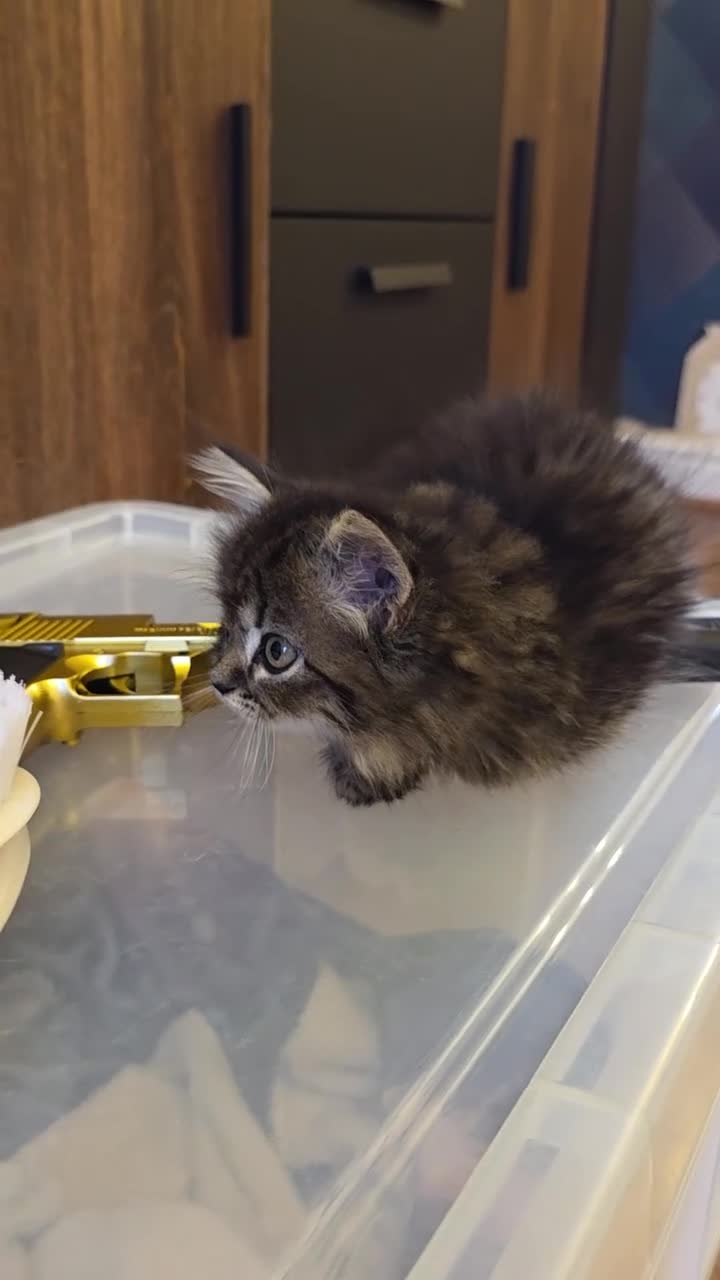 Persian cats for sale: Beautiful dollface persian chinchilla kittens  - Video 4