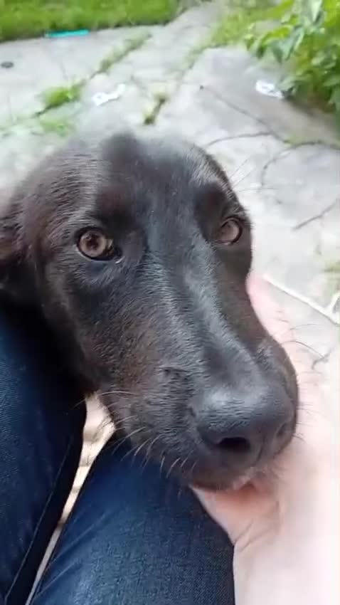 Mixed Breed dogs for adoption: CHESTNUT, a superb young boy - for a Loving Home - Video 5