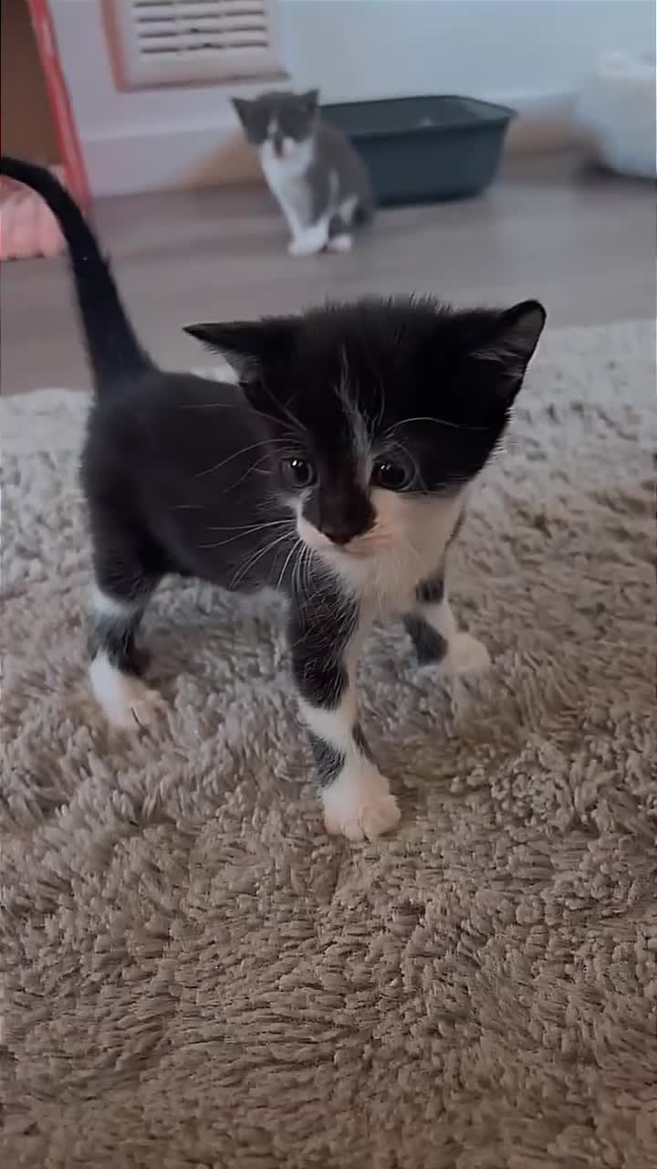 Mixed Breed cats for sale: 3 x Kittens for Sale  - Video 2