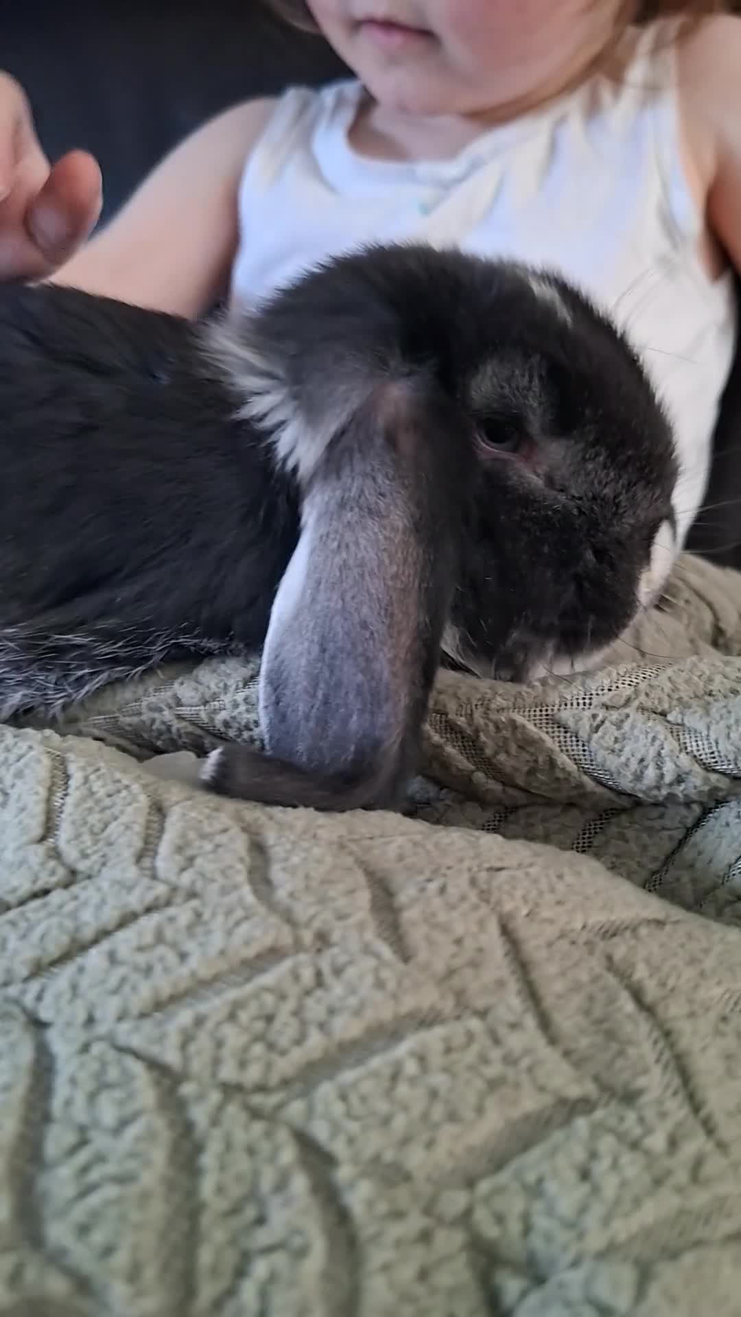 French Lop rabbits for sale:  Vaccinated French Lop baby - Video 1