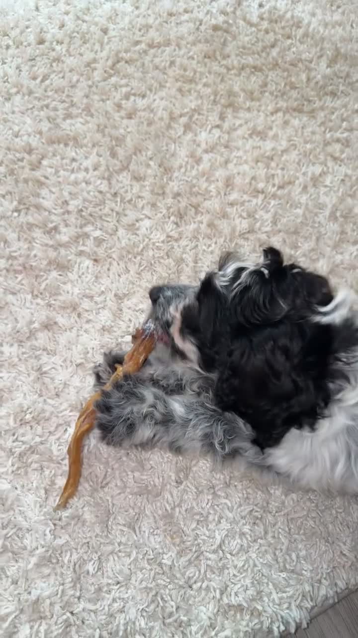 Cockapoo dogs for sale: Ziggy  in Warminster - Video 1