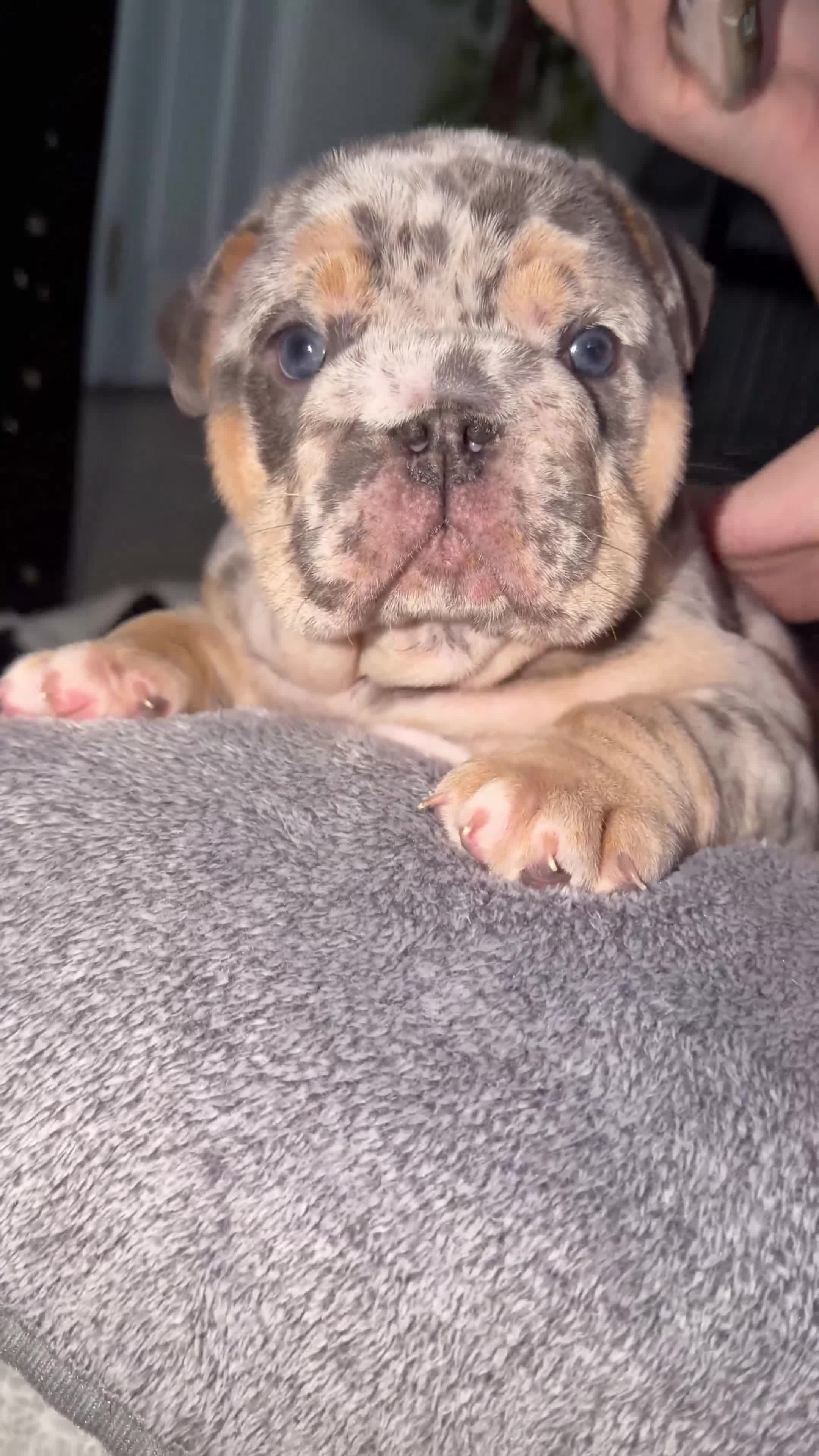 English Bulldog dogs for sale: ✨OUTSTANDING✨ British Bulldog Male Puppy - Video 1