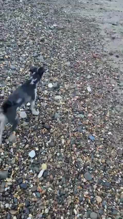 Mixed Breed dogs for adoption: Male Patterdale x Toy Poodle - Video 1