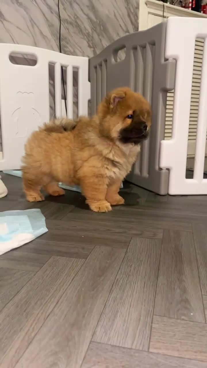 Chow Chow dogs for sale: 2 stunning chow chow girls  - Video 1