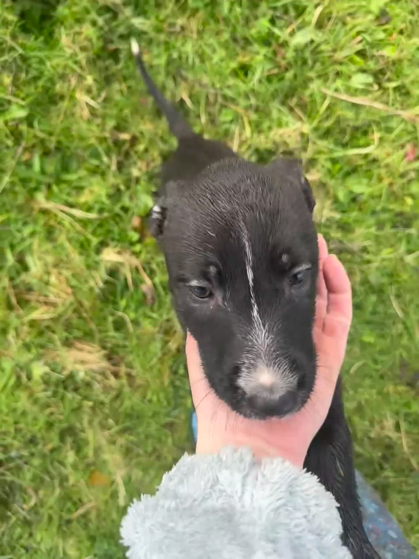 Lurcher dogs for sale: Beautiful Lurcher girl for sale - Video 1
