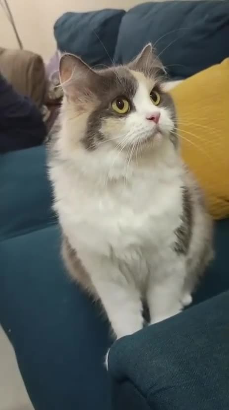 Mixed Breed cats for adoption: ASHLEY- PERSIAN MIX SPAYED VACCINATED CUDDLY GIRL - Video 1