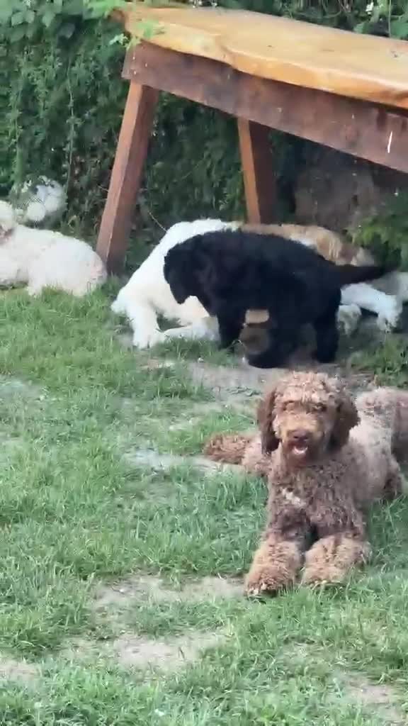 Bernedoodle dogs for sale: Stunning bernedoodle pups puppies  - Video 2