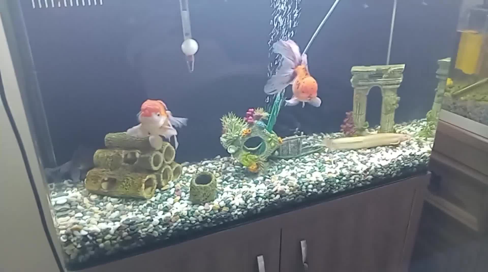 Fancy Goldfish fish for sale: Fancy goldfish  in Rossendale - Video 1
