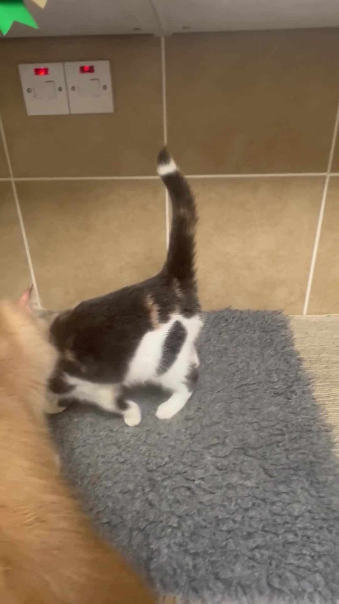 Mixed Breed cats for sale: Three lovely cats looking for home - Video 1