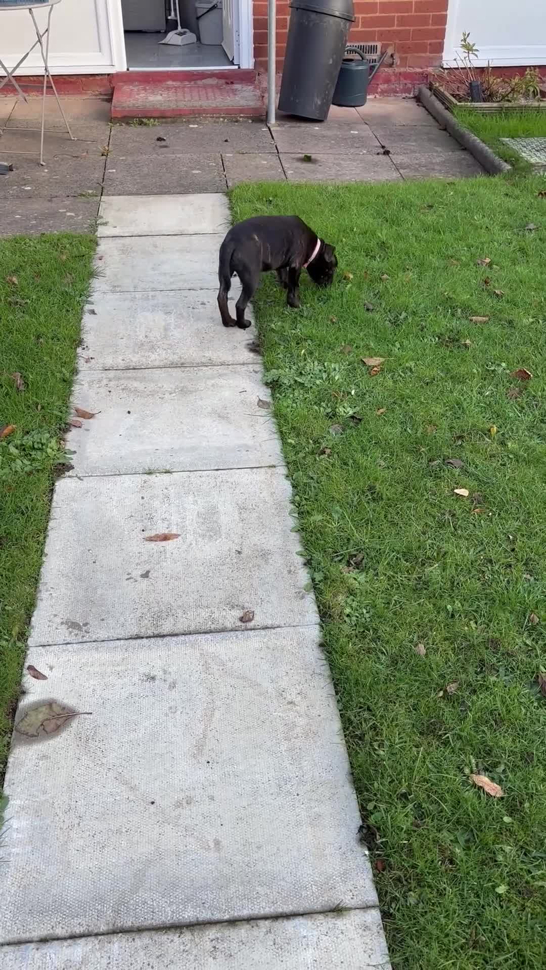 Staffordshire Bull Terrier dogs for sale: Puppy female staffy - Video 1