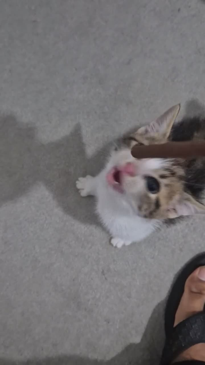 Mixed Breed cats for sale: Adorable factionate tabby boy needing a new home - Video 1