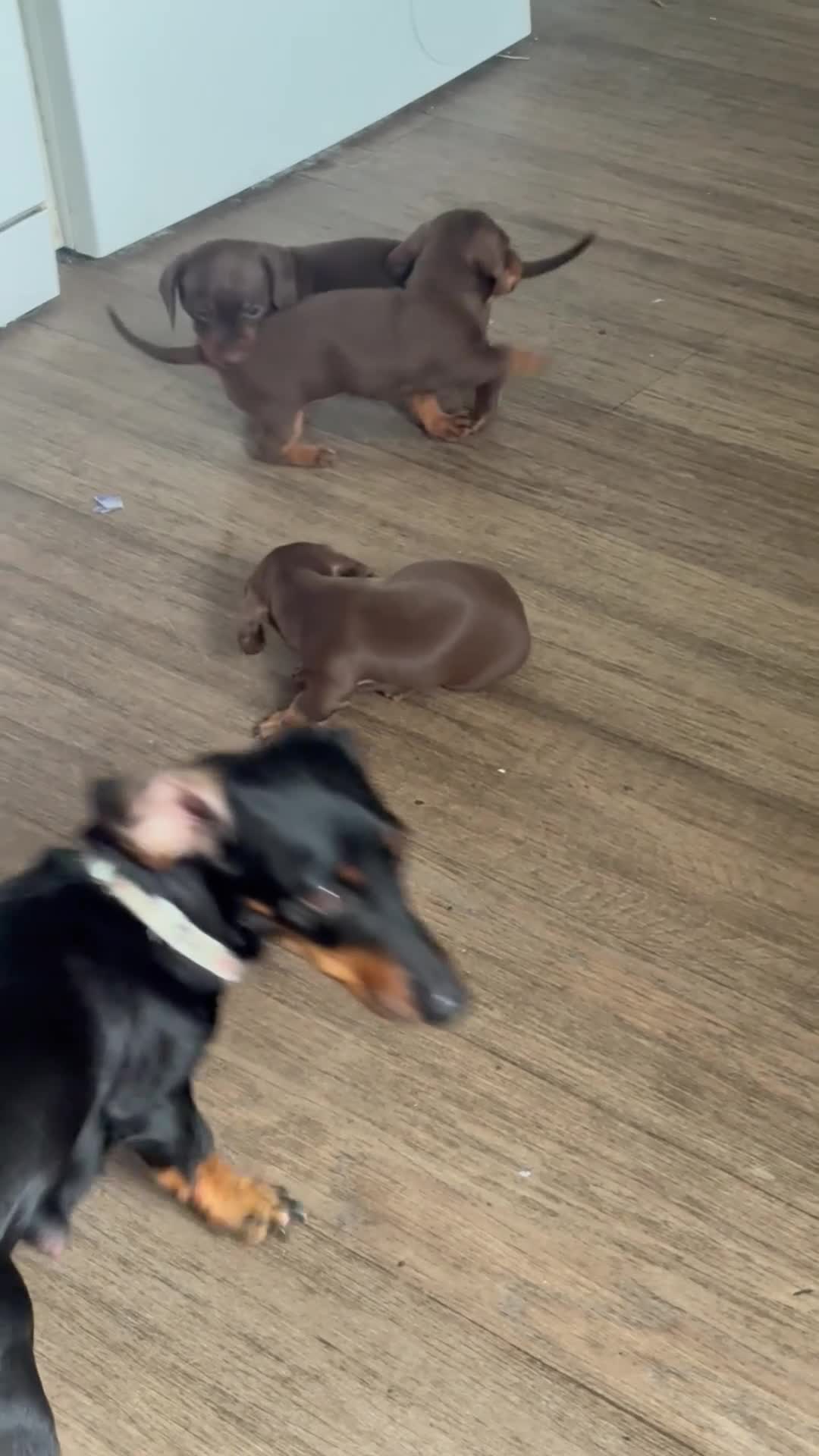 Miniature Dachshund dogs for sale: 2 miniature girls available for forever homes in Southam - Video 1