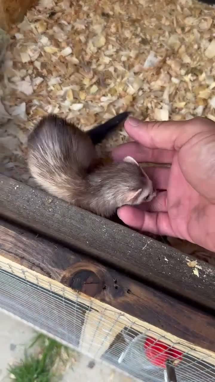 Ferret rodents for sale:  micro ferrets  - Video 1