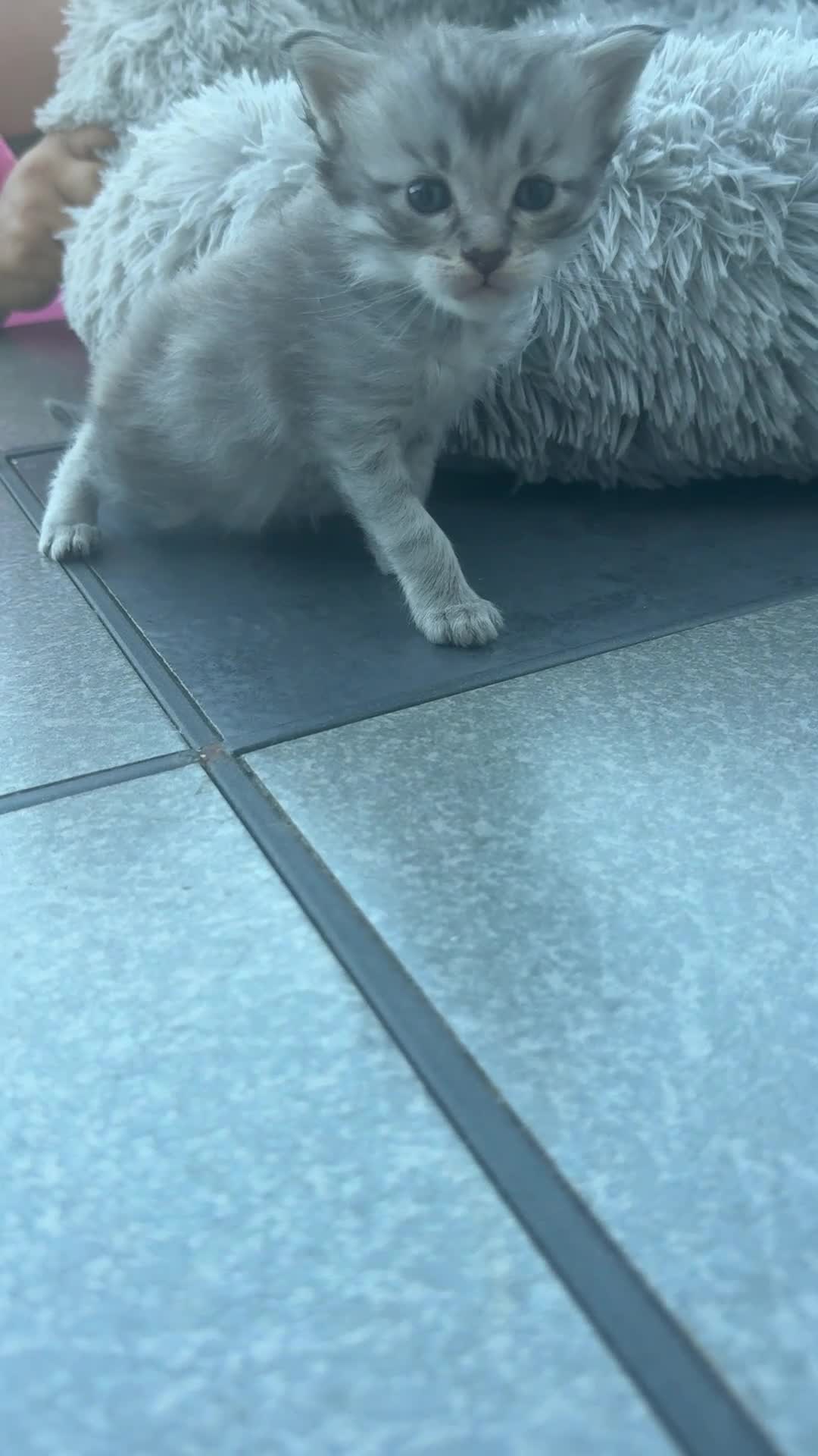 Maine Coon cats for sale: 4 MAINE COON KITTENS  - Video 4