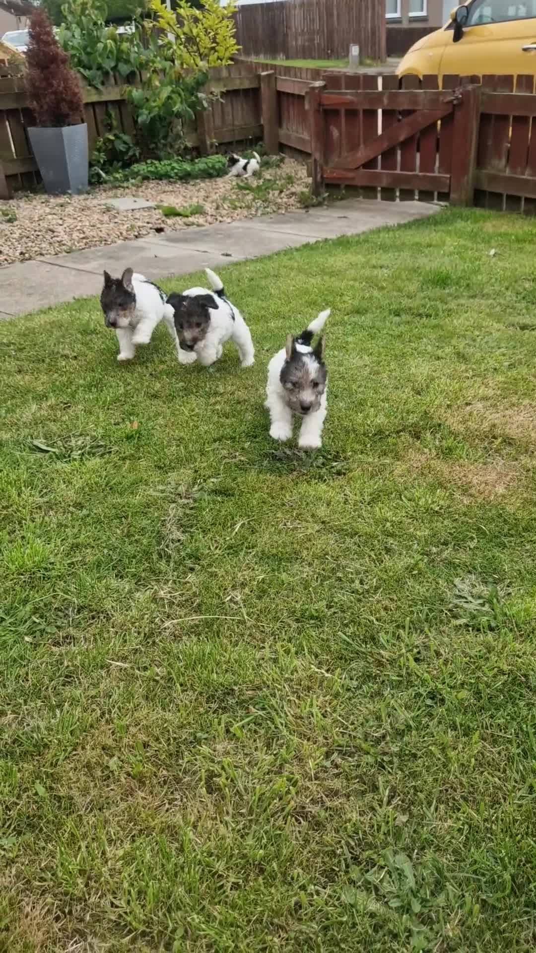 Fox Terrier dogs for sale: Wired fox terrier puppies  - Video 1