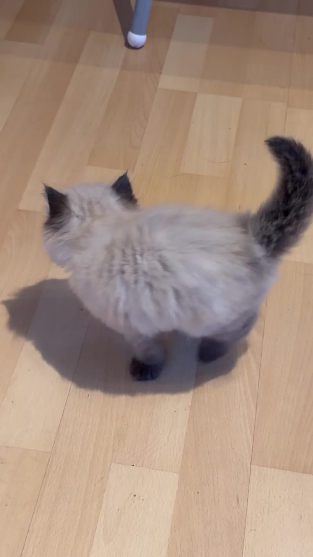 Ragdoll cats for sale: Ready to leave NOW! Ragdoll - Video 1