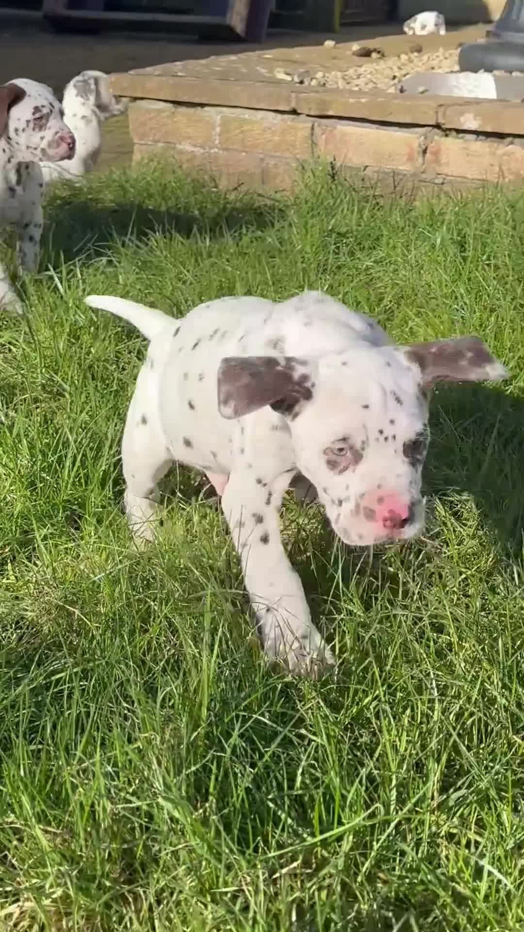 Dalmatian dogs for sale: Gorgeous Dalmatian Puppies 🐶  - Video 4