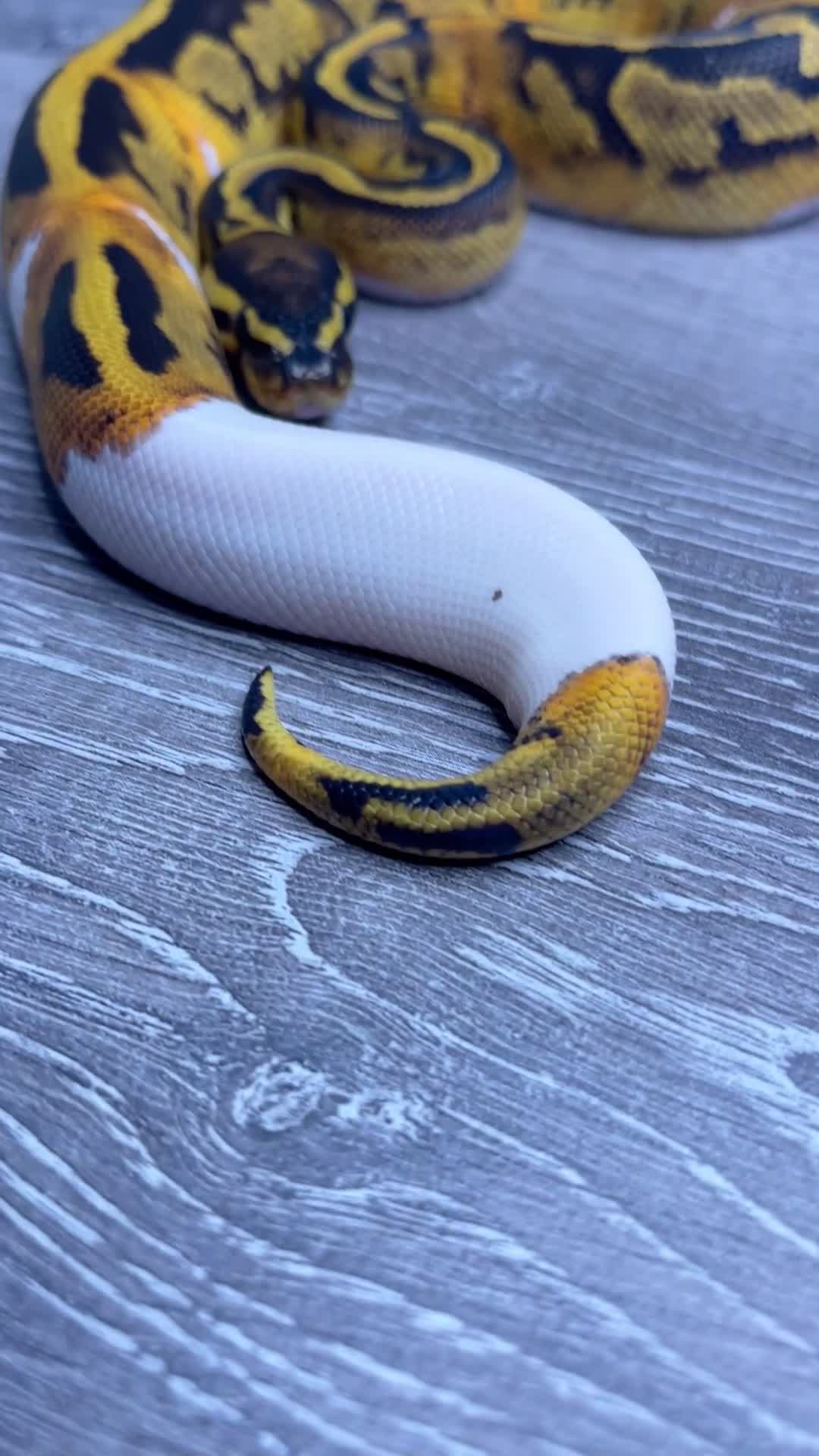 Python Snake reptiles for sale: 0.1 YB Pied 100% Het Hypo & 1.0 Pied Het Hypo - Video 2
