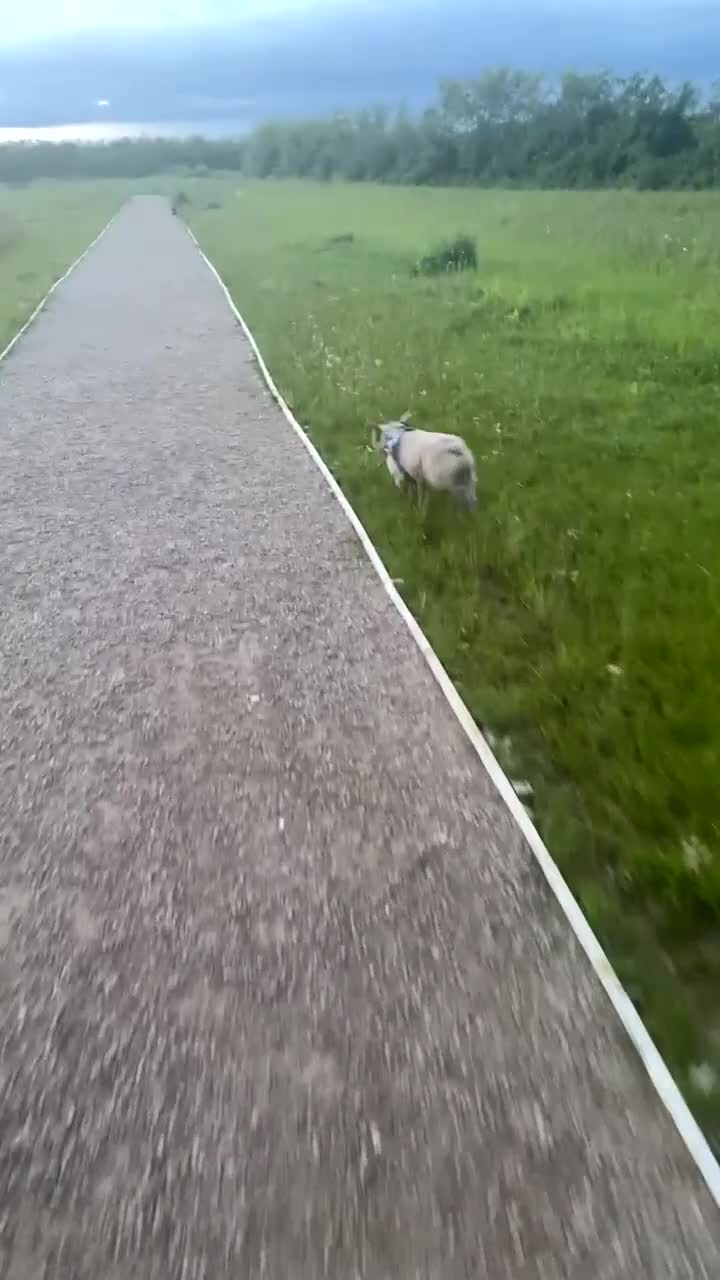 French Bulldog dogs for sale:  female frenchie  - Video 3