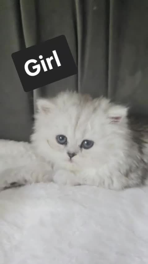 Persian cats for sale: Beautiful chinichilla babies ❤️ - Video 3