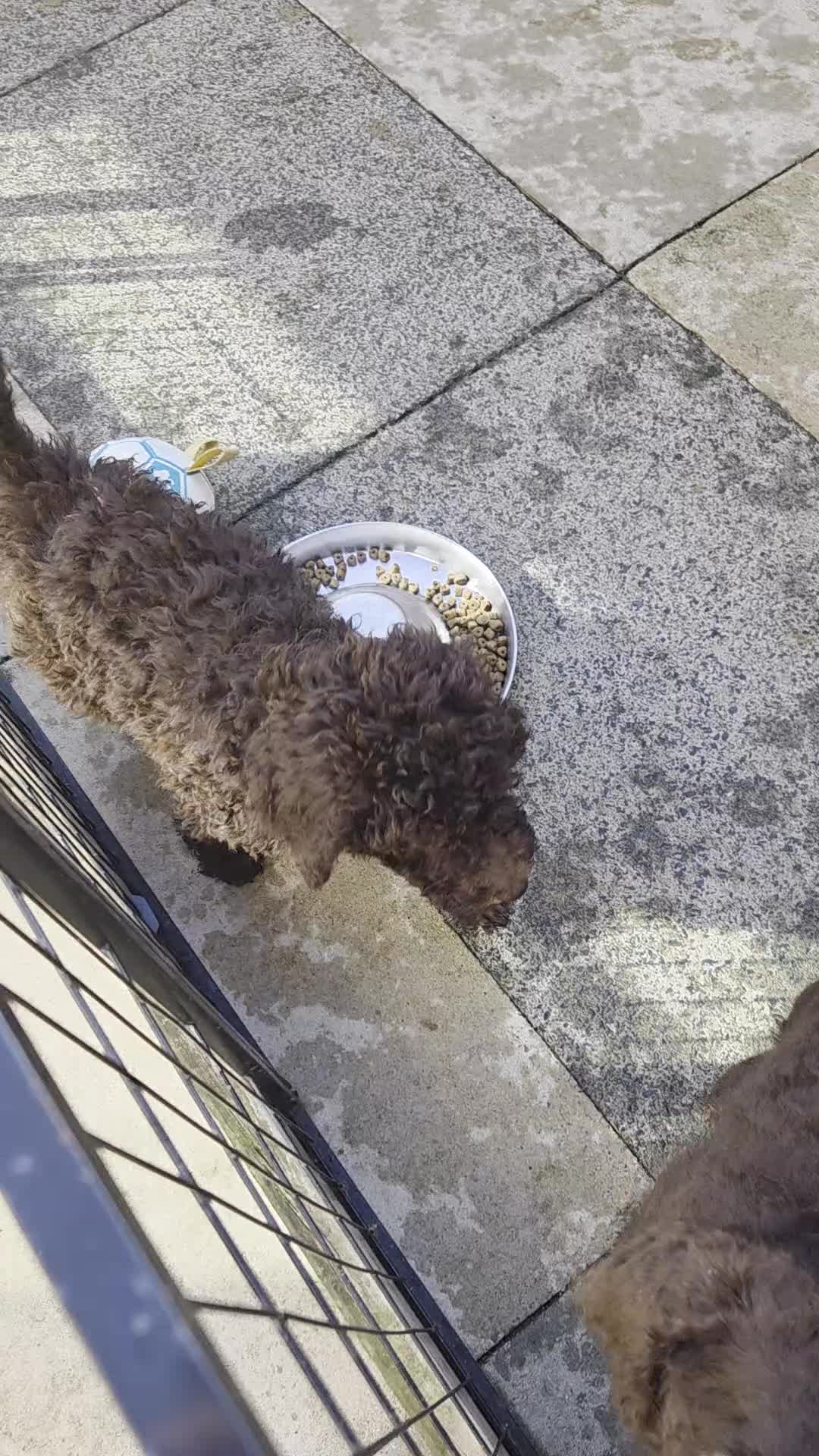 Goldendoodle dogs for sale: YORKSHIRE LAD AND LASSES  - Video 1