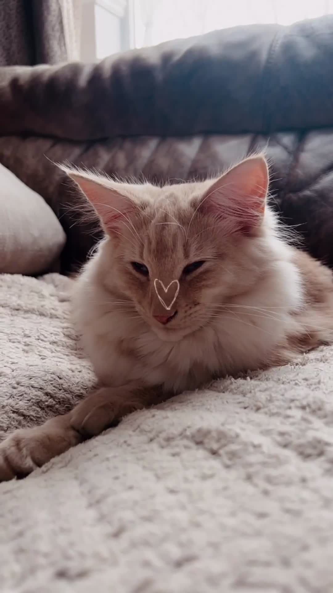 Norwegian Forest Cat cats for sale: Full FIFe pedigree Norwegian Forest Kittens  in Normanton - Video 5