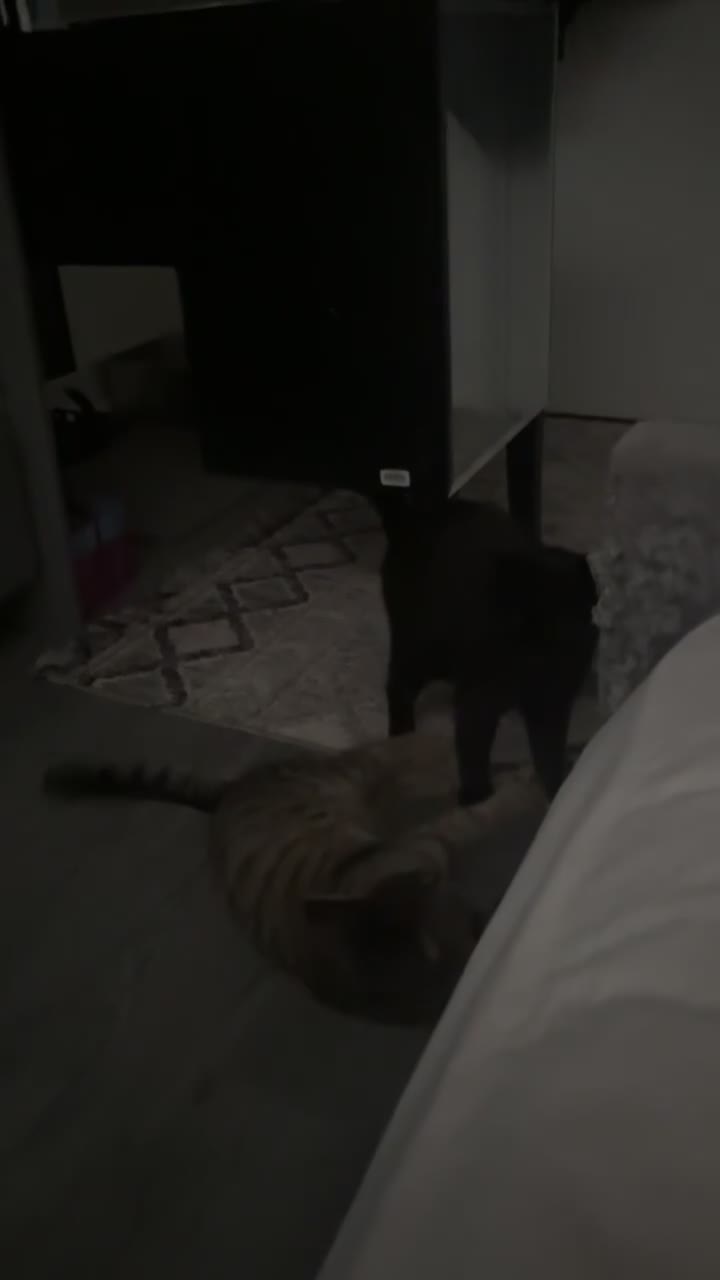 British Shorthair cats for sale: Siblings for sale with items  - Video 1