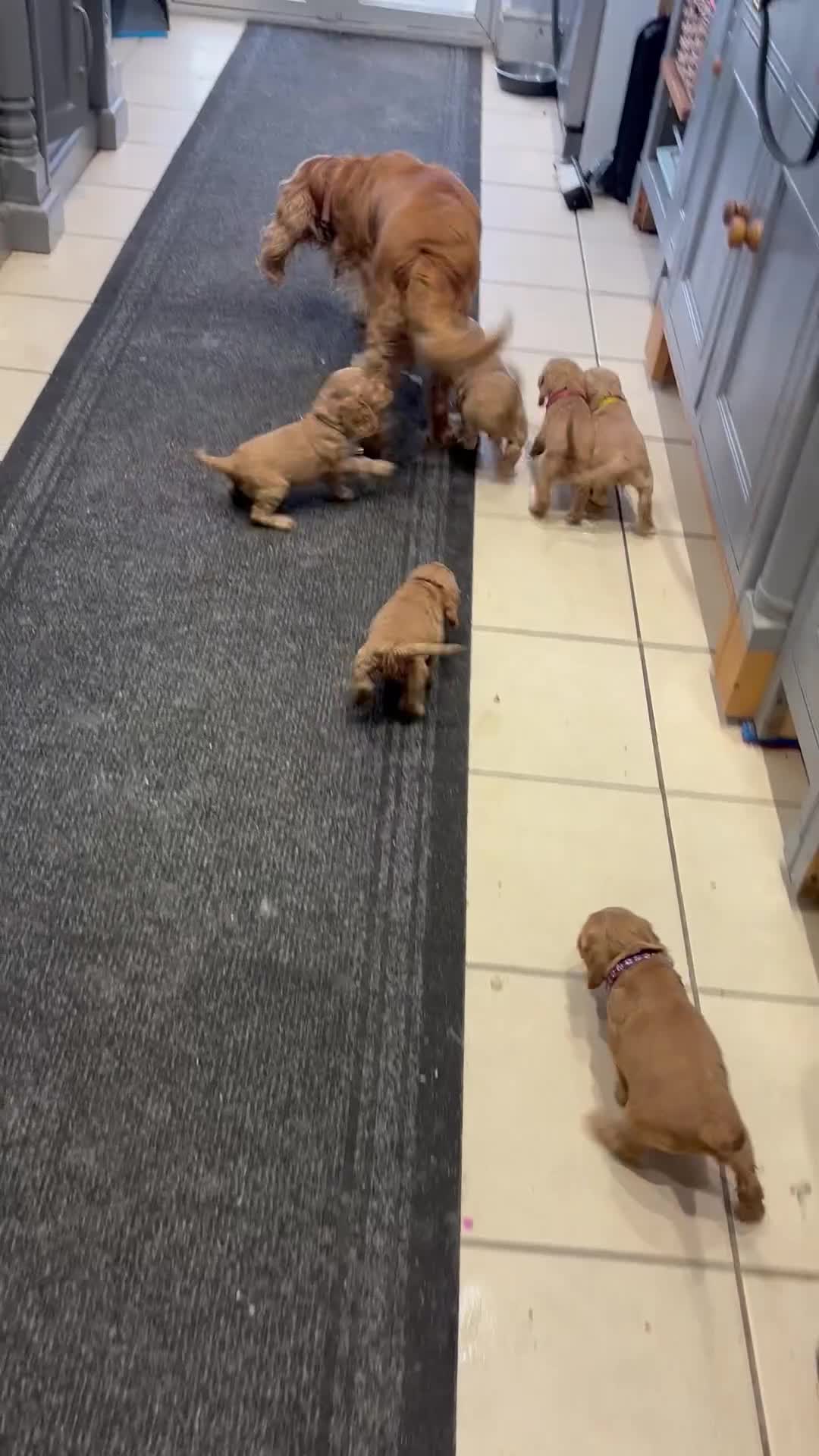 Cocker Spaniel dogs for sale: Outstanding KC Show Cocker Spaniels - Video 1
