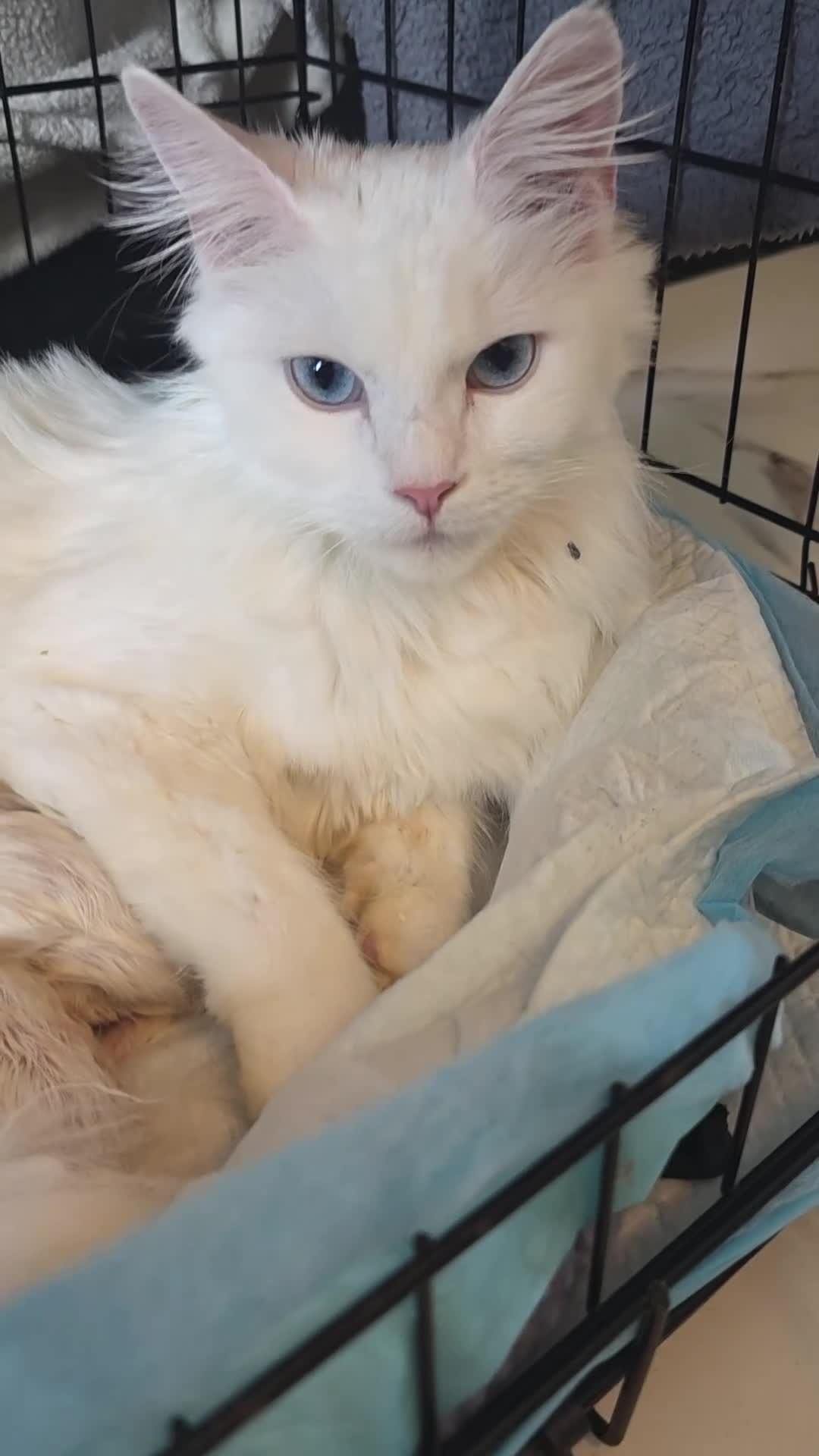 Maine Coon cats for sale: Main coon  - Video 1