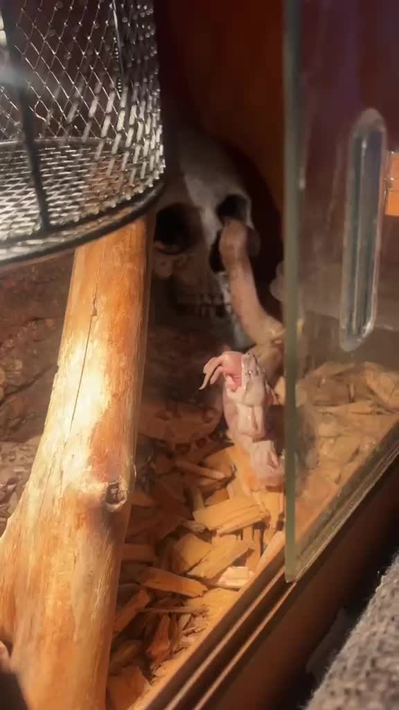 Boa Snake reptiles for sale: Litter of baby boas. in Newport - Video 1