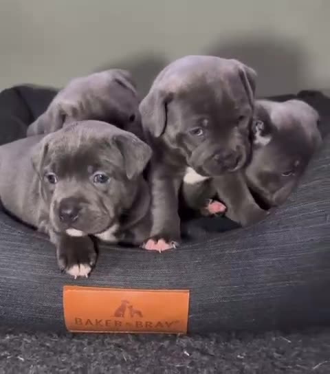 Staffordshire Bull Terrier dogs for sale: Pure-Bred Blue Staffordshire bull terrier puppies - Video 1