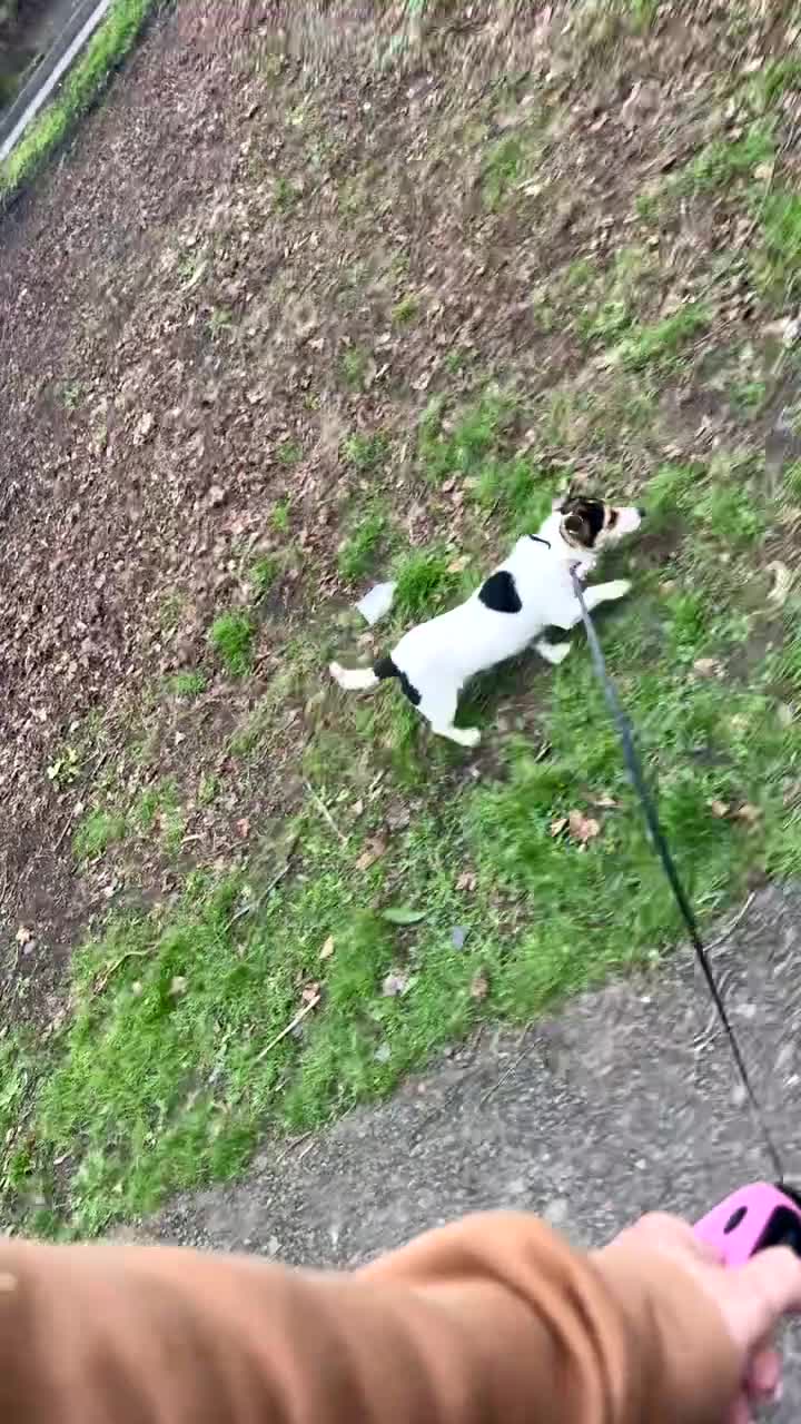 Jack Russell dogs for sale: Jack Russel 13 months old  - Video 2
