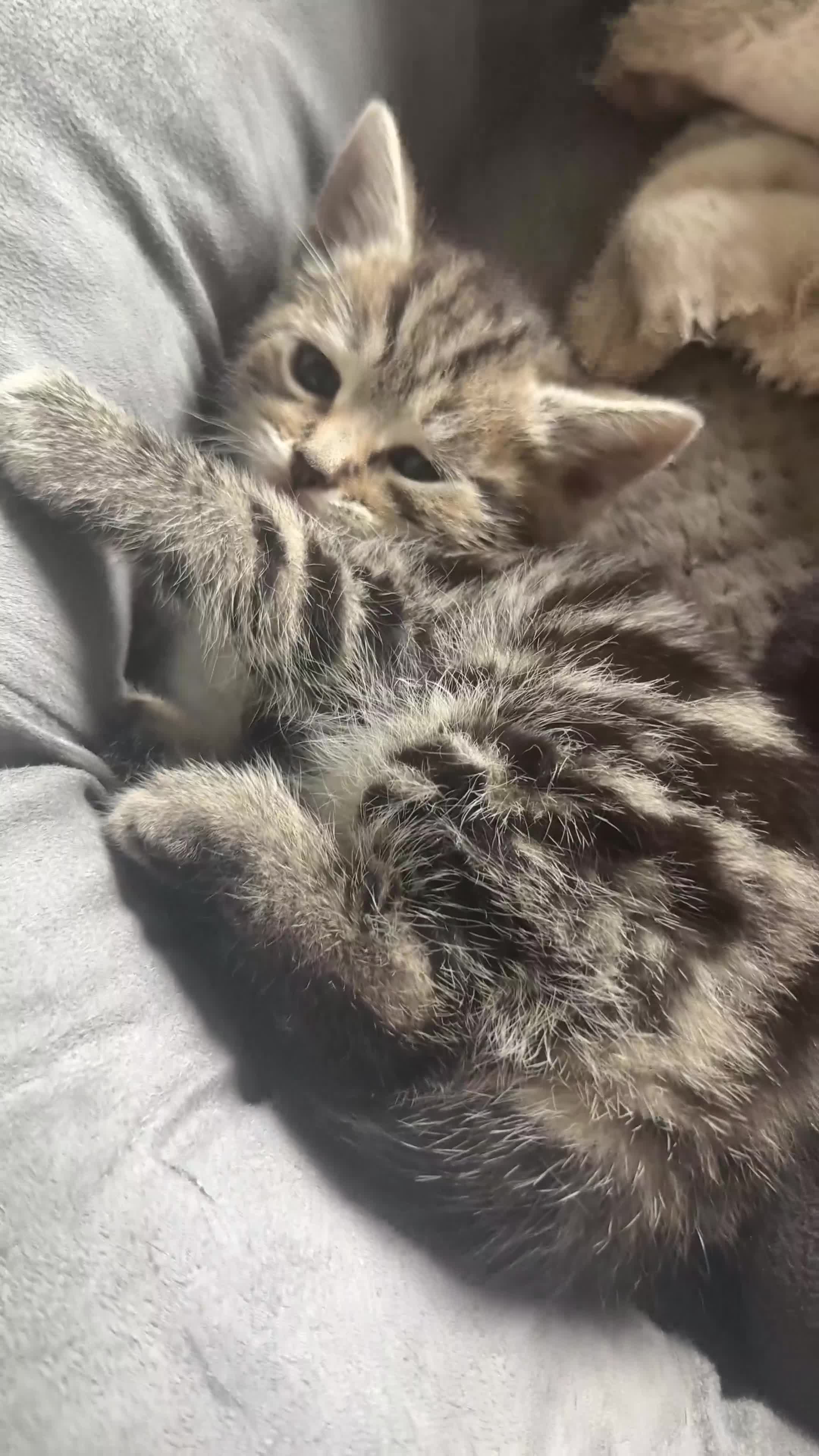 British Shorthair cats for sale: 3 Girl Kittens Available  - Video 1