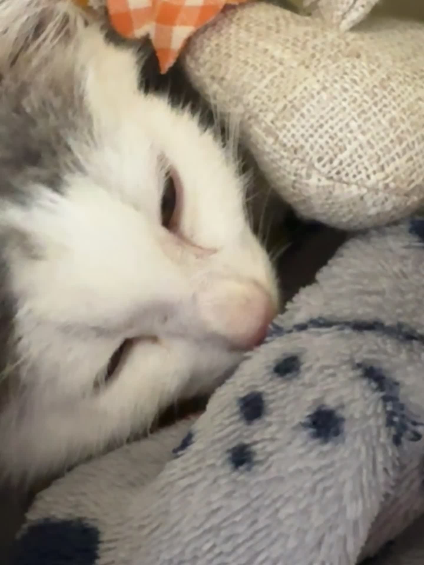 Mixed Breed cats for sale: Lovely male kitten - Video 1