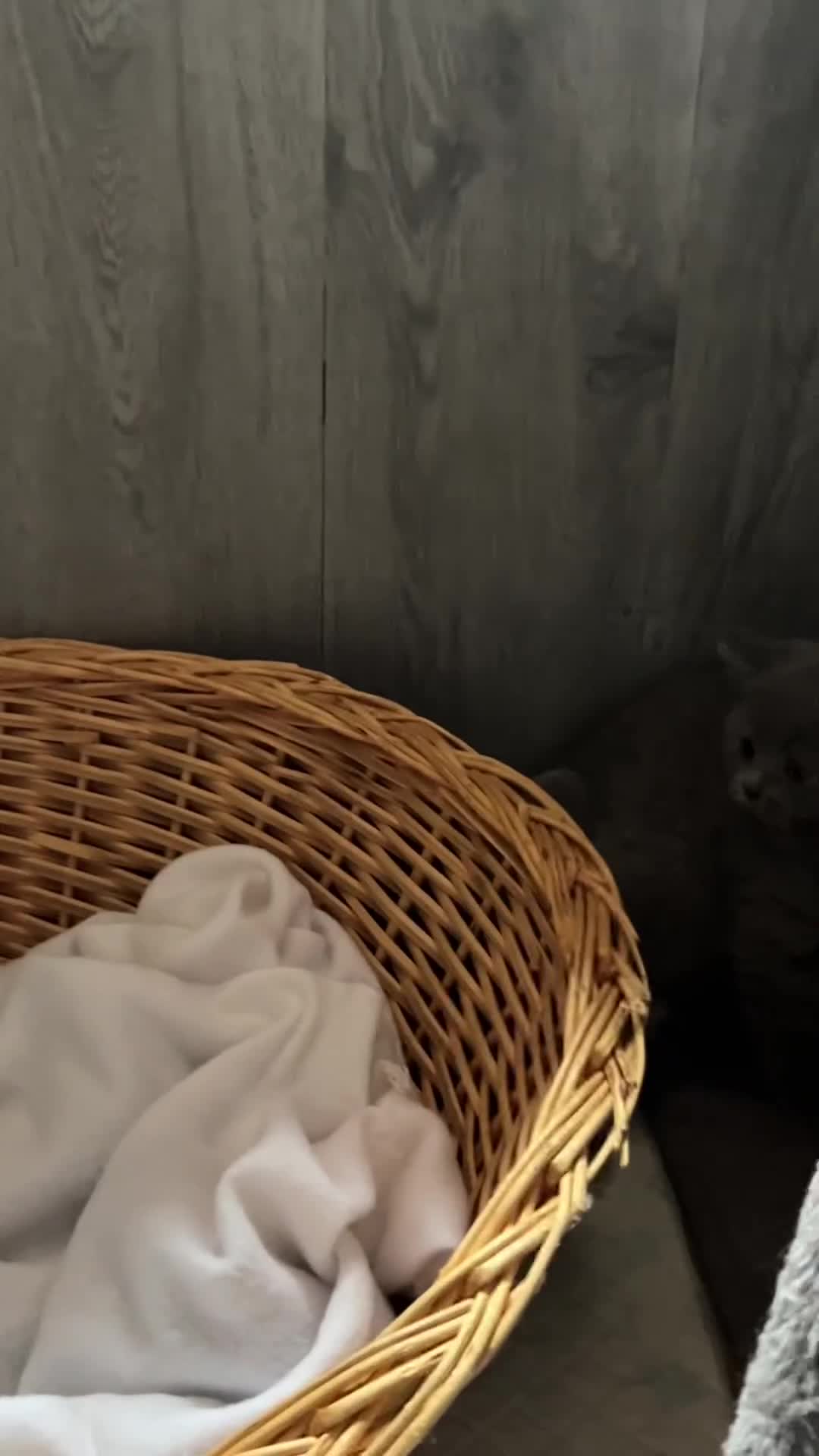 British Shorthair cats for sale: 🐾 Blue British Shorthair Kittens  🐾 - Video 1
