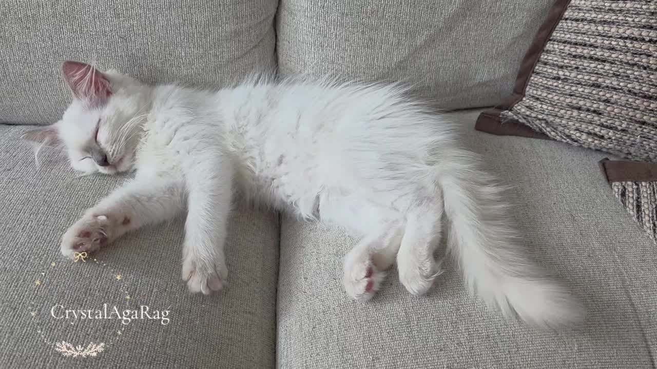 Ragdoll cats for sale: ✨ TORTIE ONE LEFT|CHAMPTION LINE|LITTER GCCF&TICA✨ - Video 2