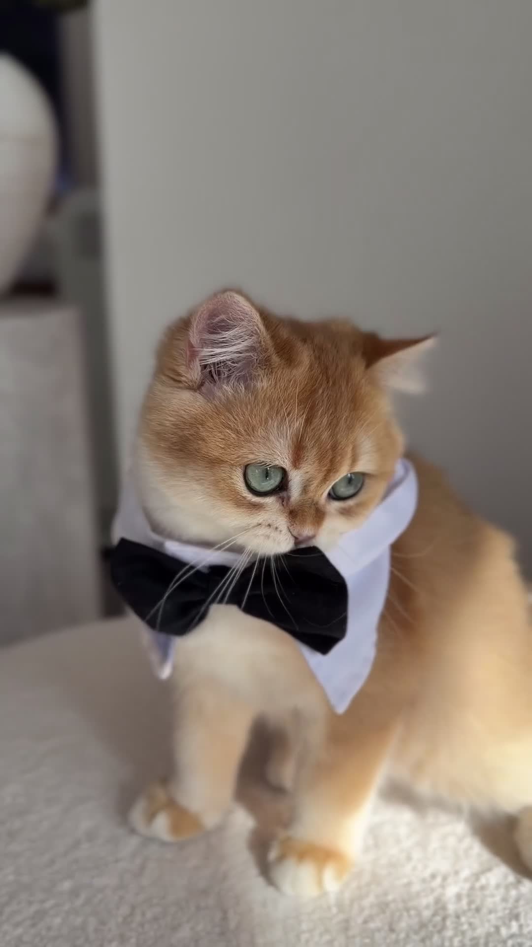 British Shorthair cats for sale: British Shorthair Golden Boy  sold  - Video 1