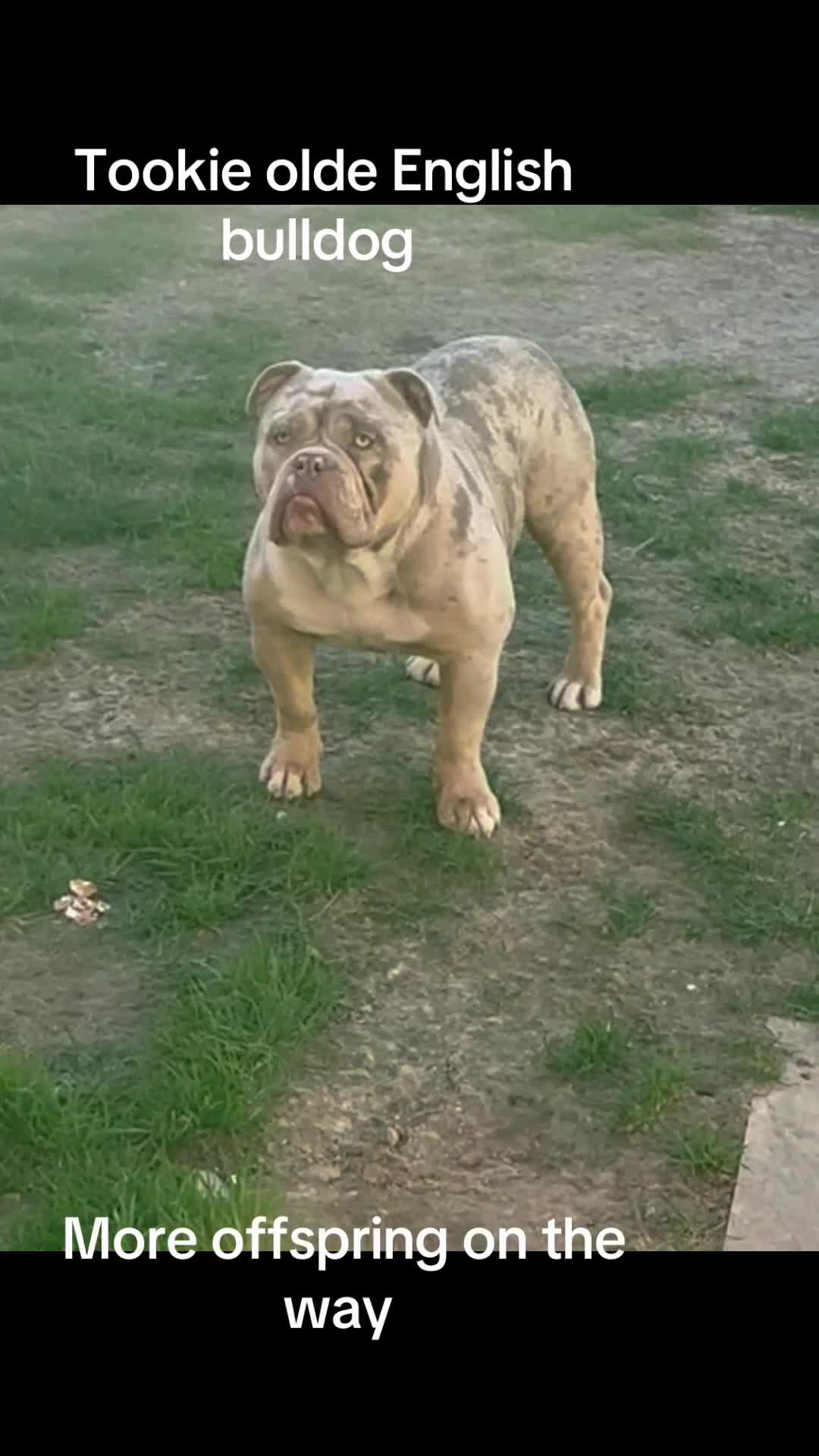 Olde English Bulldogge dogs for stud: Stud dog  in Havant - Video 1