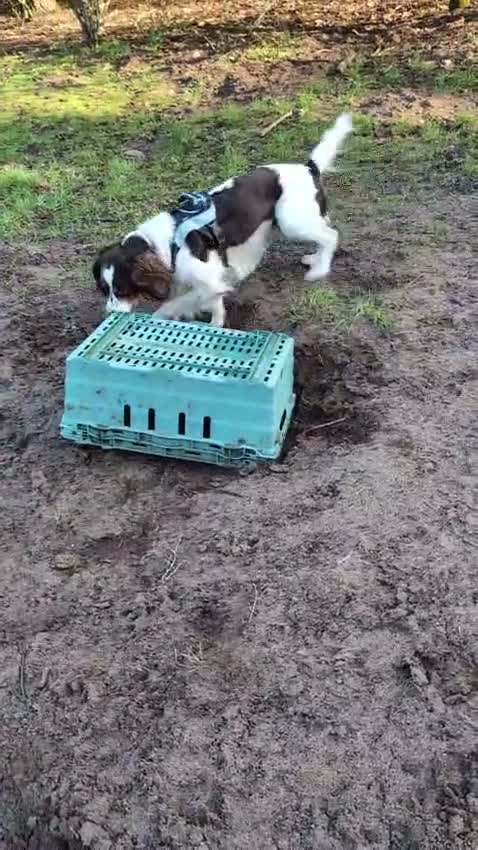 Mixed Breed dogs for adoption: 💙TOMMY THE SPANIEL💙-CLEVER, LOVING SPECIAL BOY  in High Peak - Video 4