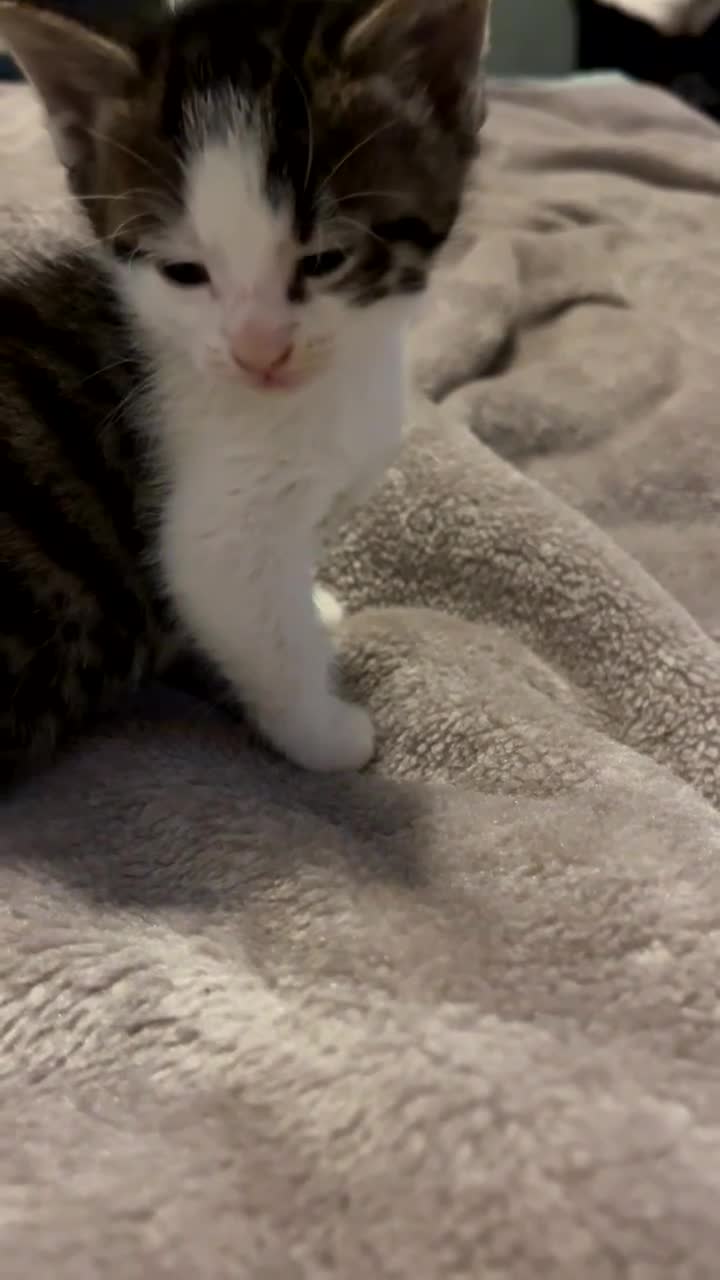 Mixed Breed cats for sale: 3 Adorable and loving Kittens - Video 4