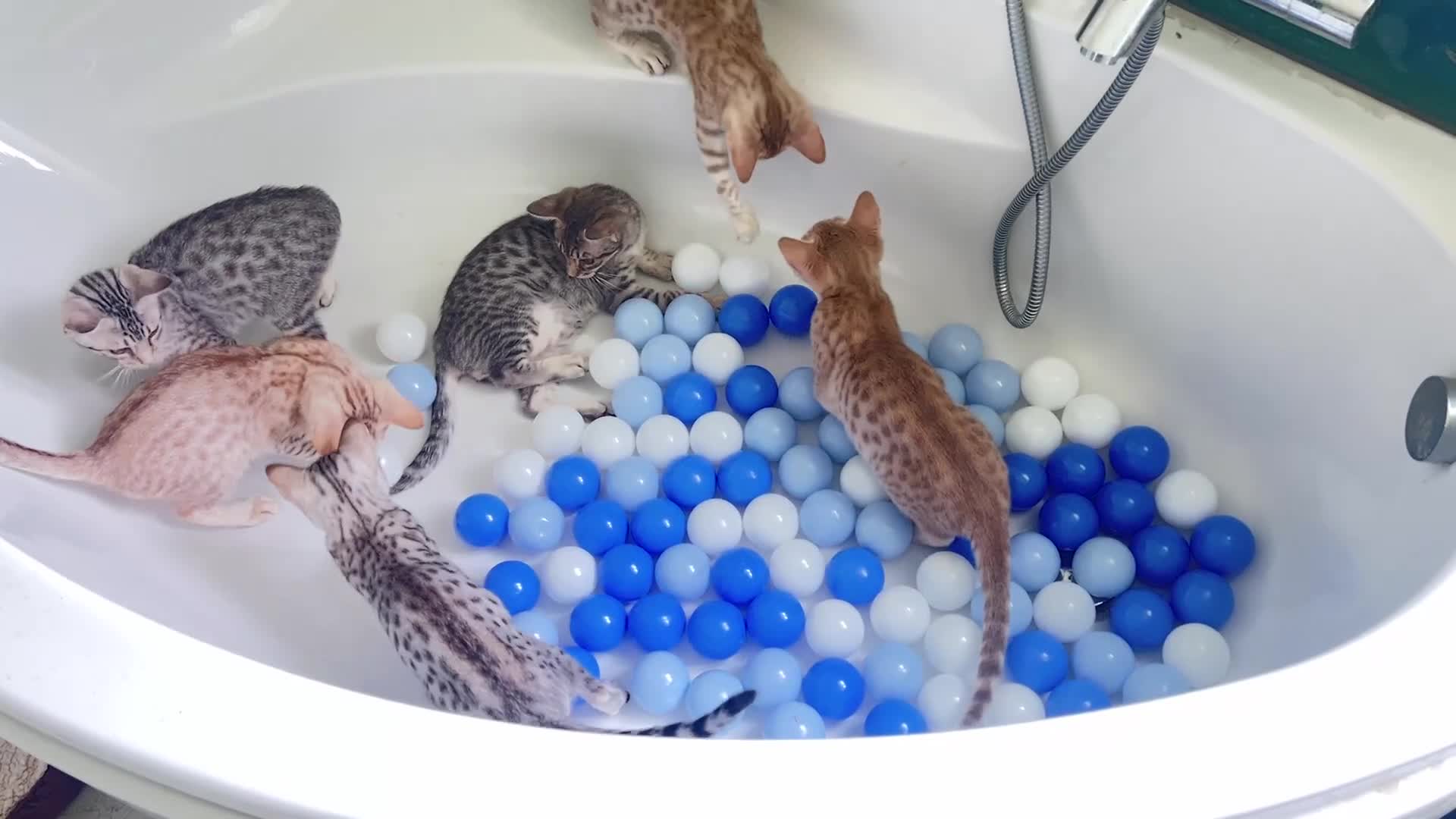 Ocicat cats for sale: One stunning  neutered Ocicat boy remaining. in Norwich - Video 1