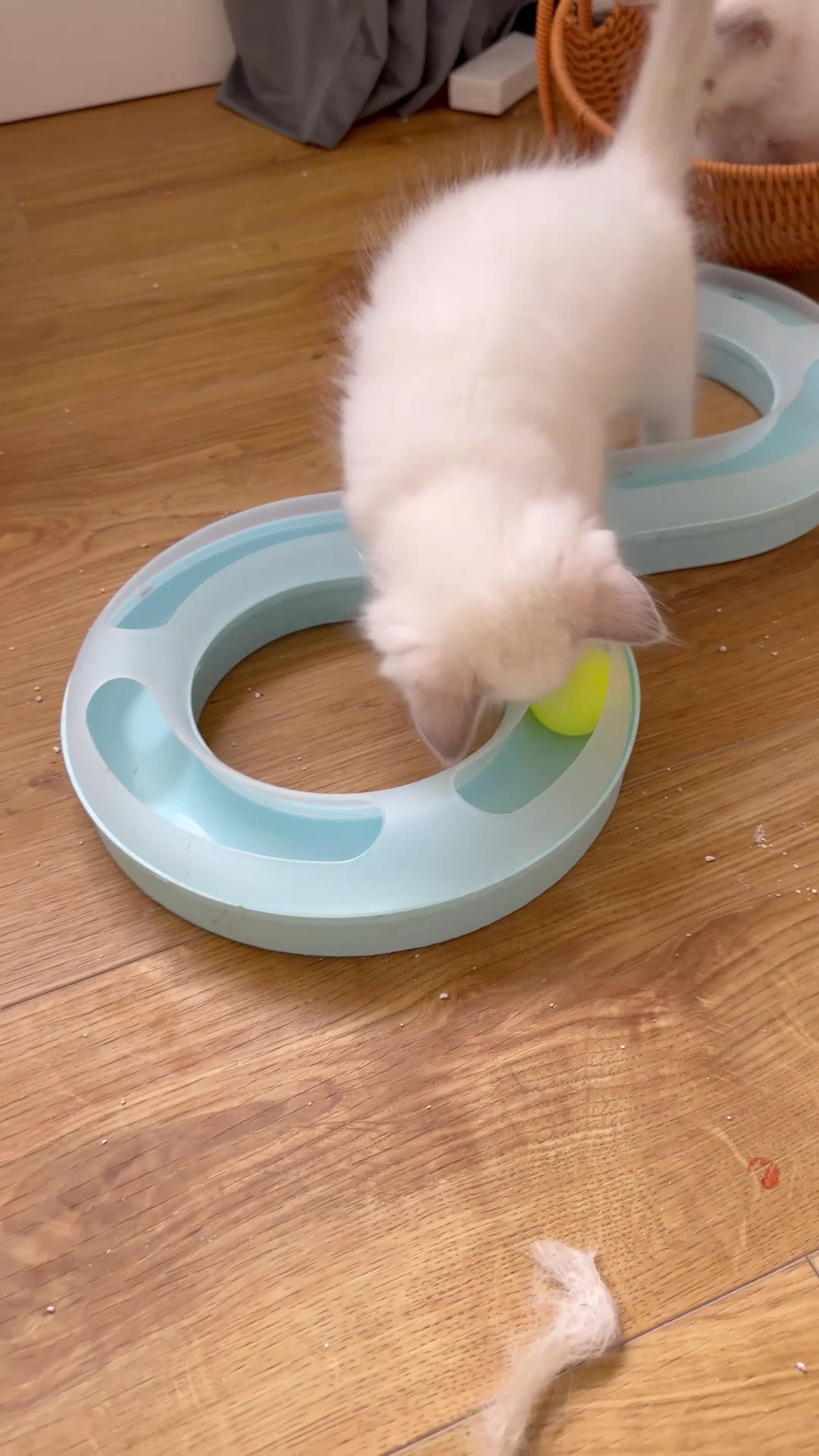 Ragdoll cats for sale: 🩵 GCCF Rare Lilac Male Ragdoll Kittens  - Video 4
