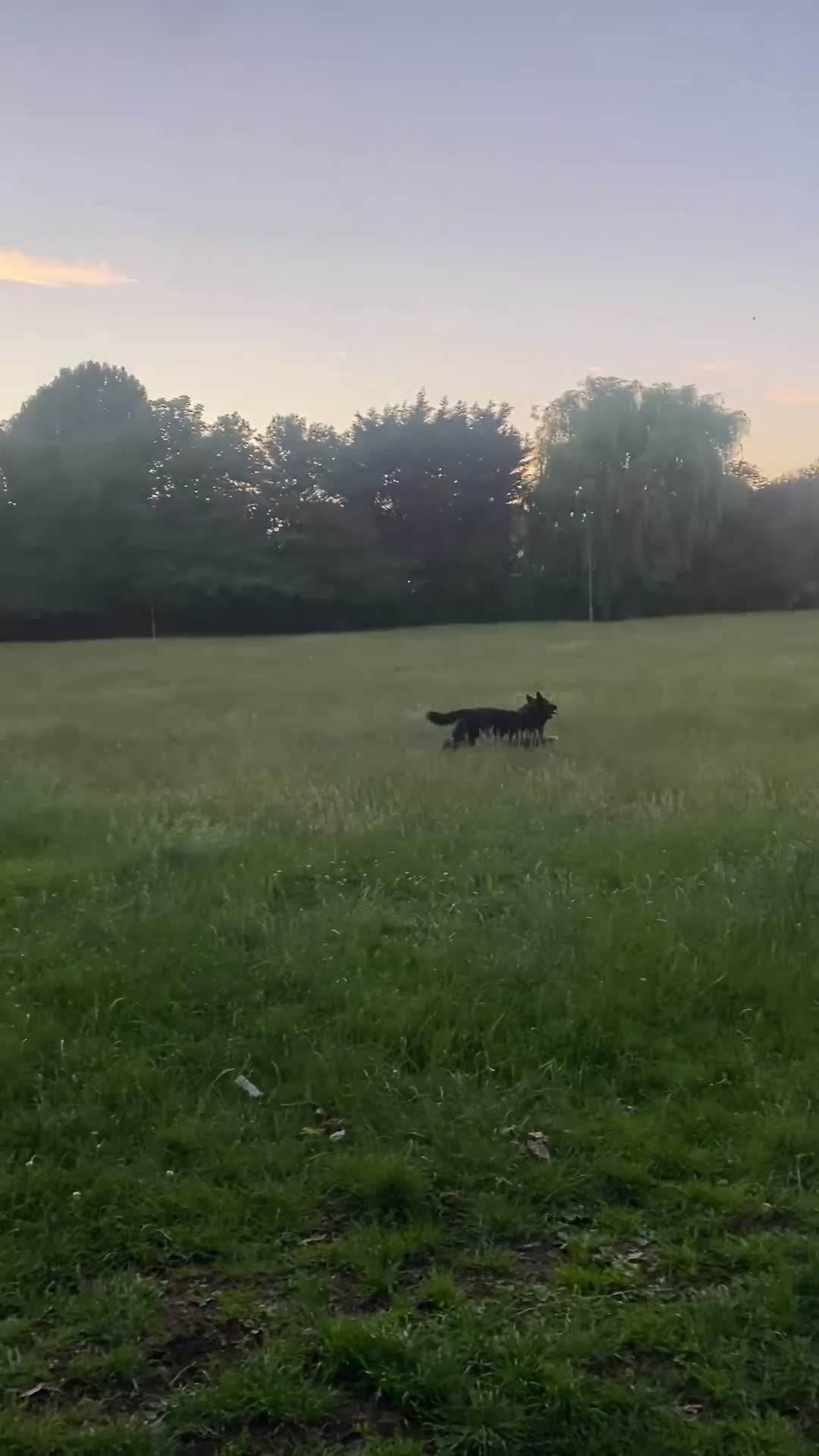 German Shepherd dogs for sale: Bruno German Shepherd  - Video 3