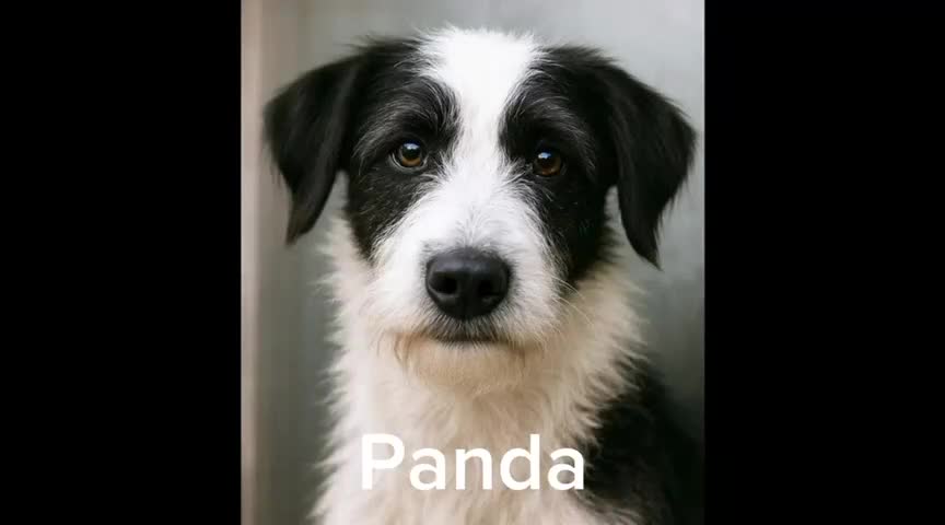 Mixed Breed dogs for adoption: 🐾 Panda – a tender pup looking for love 💛 - Video 1