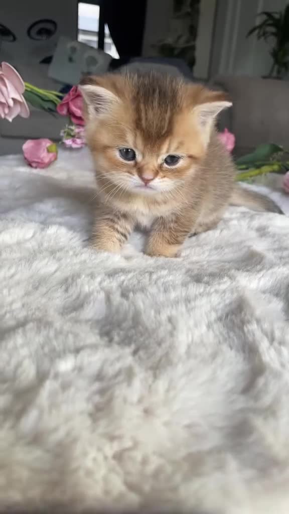 British Shorthair cats for sale: Exceptional Golden British Shorthair Kittens - Video 3