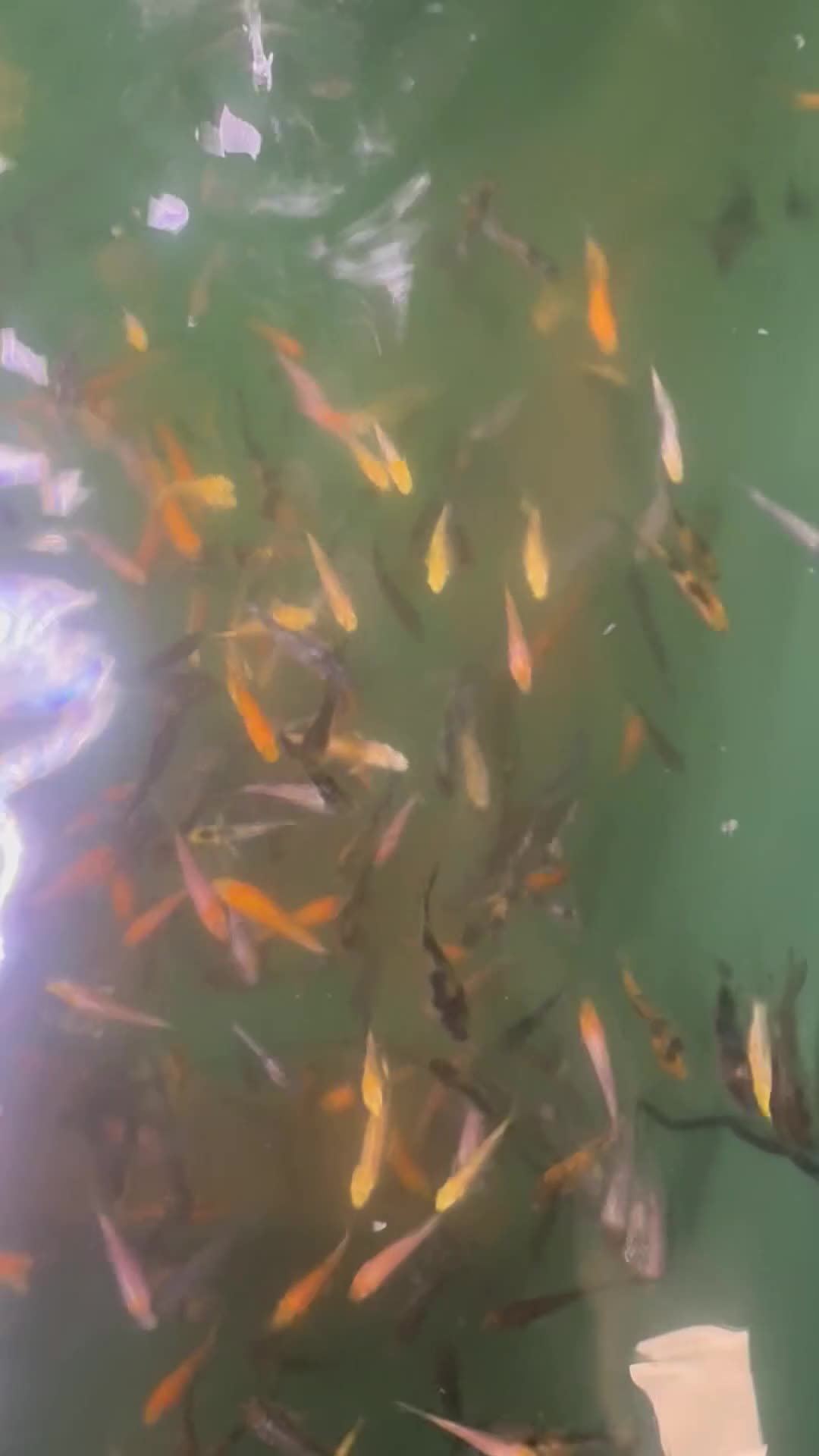 Koi Carp fish for sale: 1000’s Koi Fry 1-3 inches in Ormskirk - Video 2