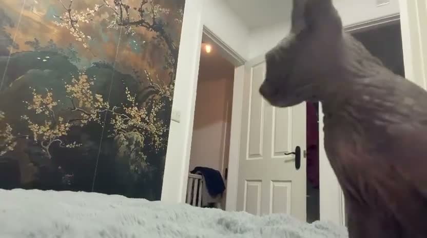 Sphynx cats for sale: 😍Two Beautiful Sphynx Girls😍 - Video 3