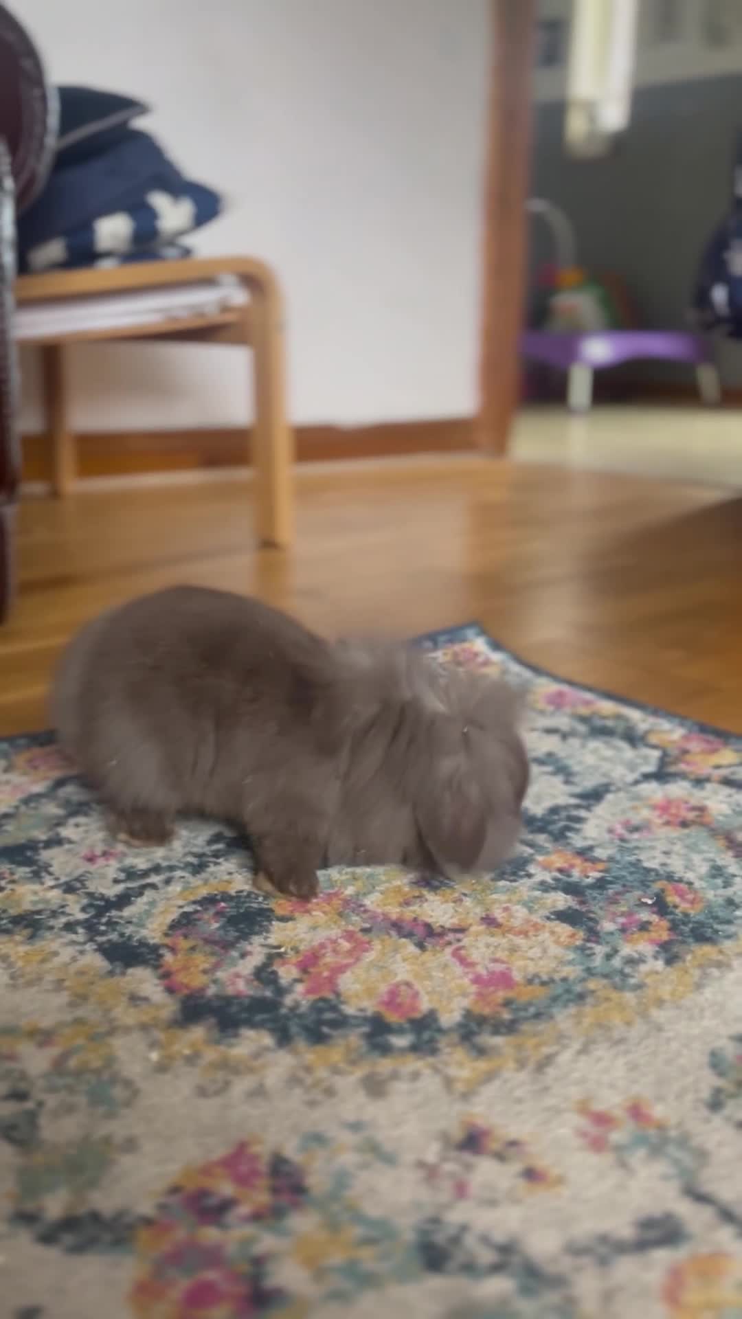 Mini Lion Lop rabbits for sale: One chocolate boy left! - Video 1