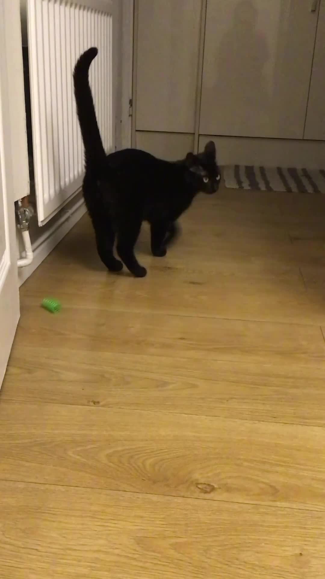 Mixed Breed cats for sale: Bonded 8-Month-Old Rescue Kittens (Woking) - Video 1